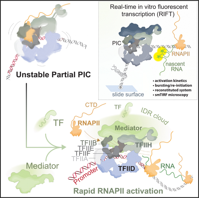 graphic file with name nihms-2113408-f0001.jpg