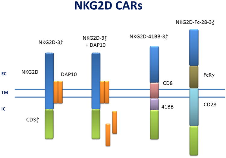 NKG2D CARs as Cell Therapy for Cancer - PMC