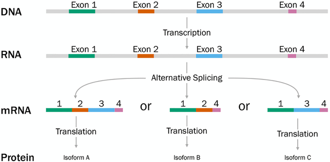 Figure 2: