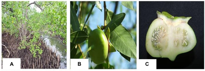 Fig. 1