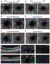 Fig. 14.
