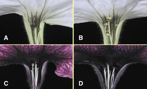 Fig 4.