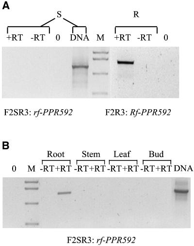 Fig 3.