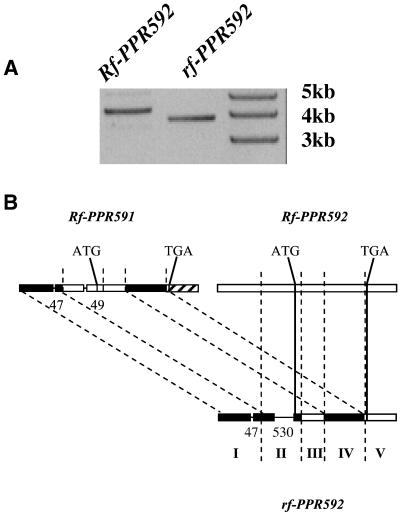 Fig 2.