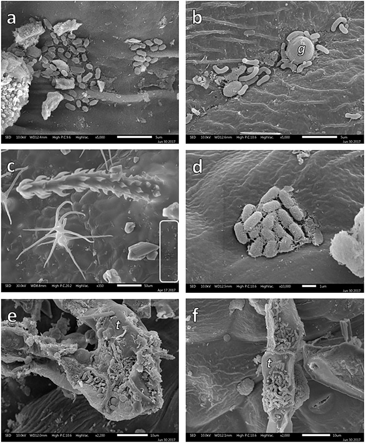 FIGURE 4