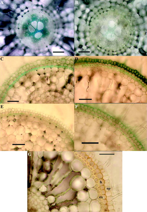 Fig. 8.