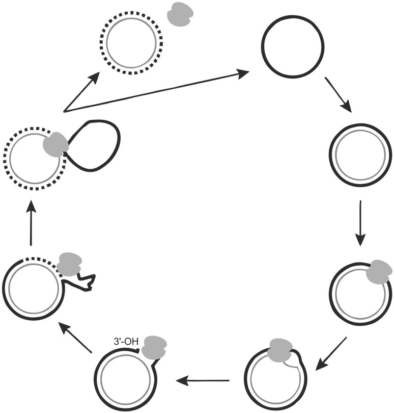 Fig. 1