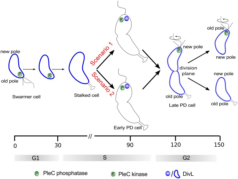 Fig 2