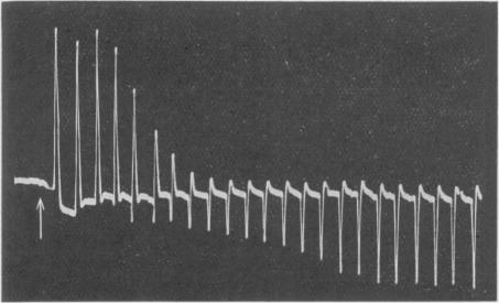 Fig. 19