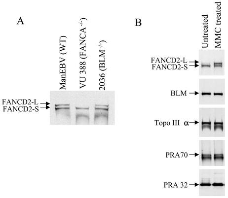 FIG. 7.