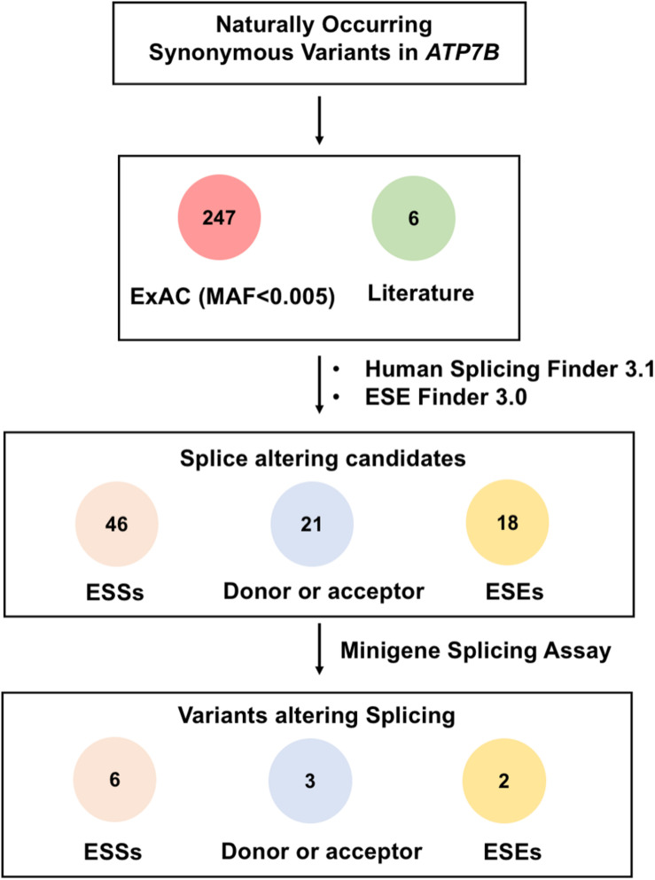 FIGURE 1