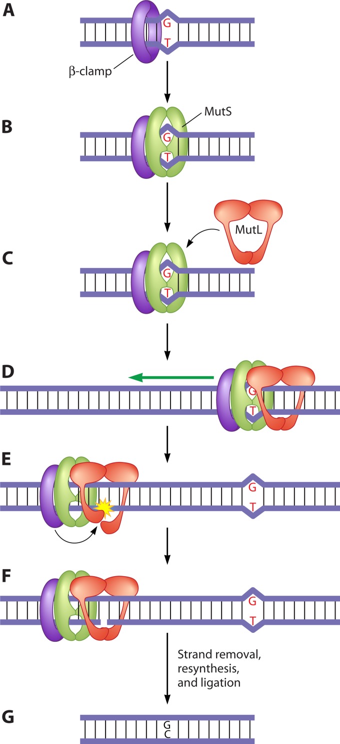 Fig 6