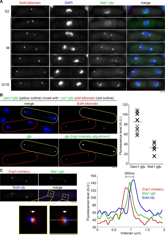 FIGURE 2: