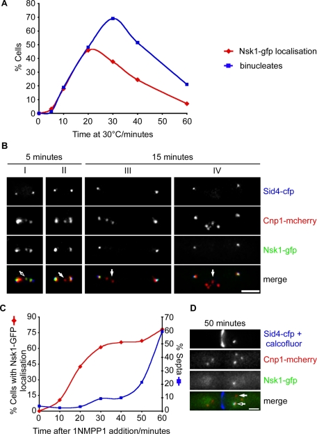 FIGURE 4: