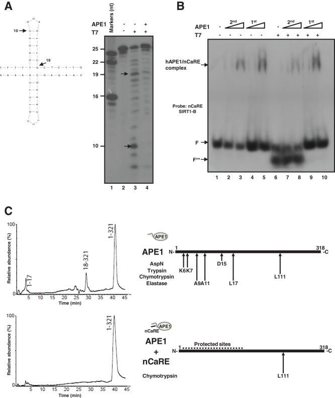 FIGURE 3: