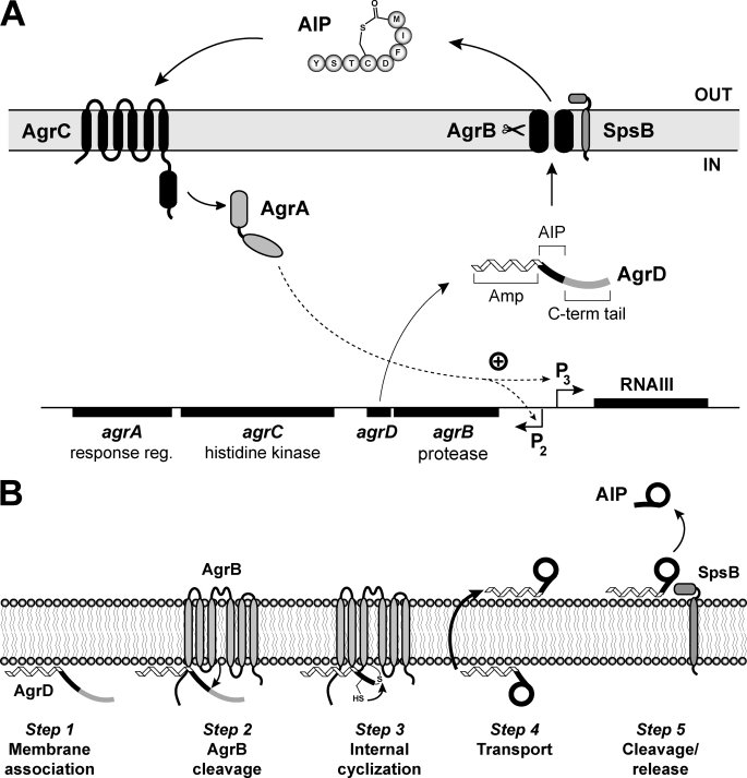 FIGURE 1.