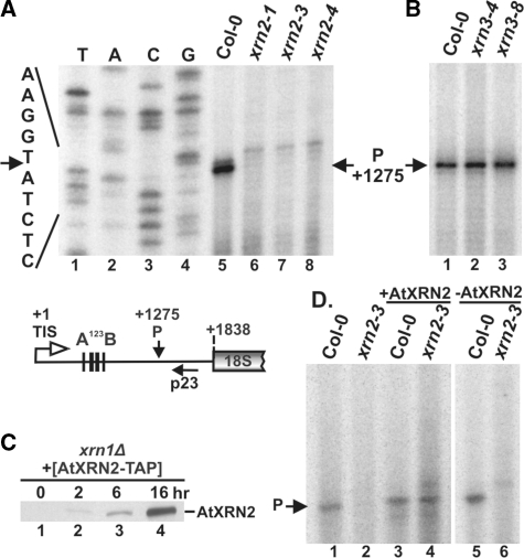 Figure 5.