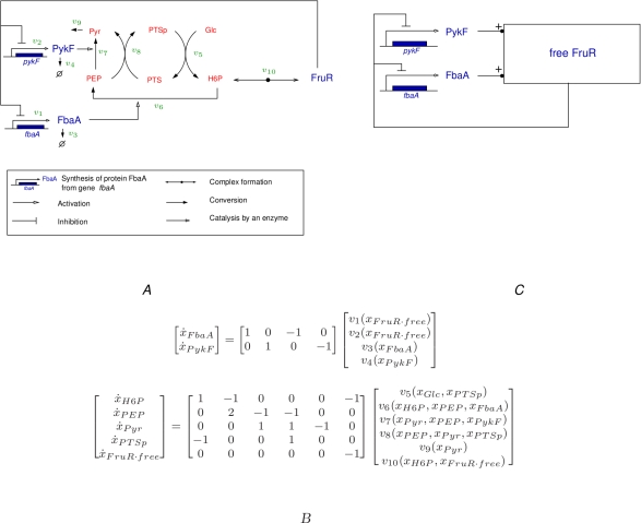 graphic file with name pcbi.ed46bce4-e4e1-4df5-bad3-fac0770efeac.g001.jpg