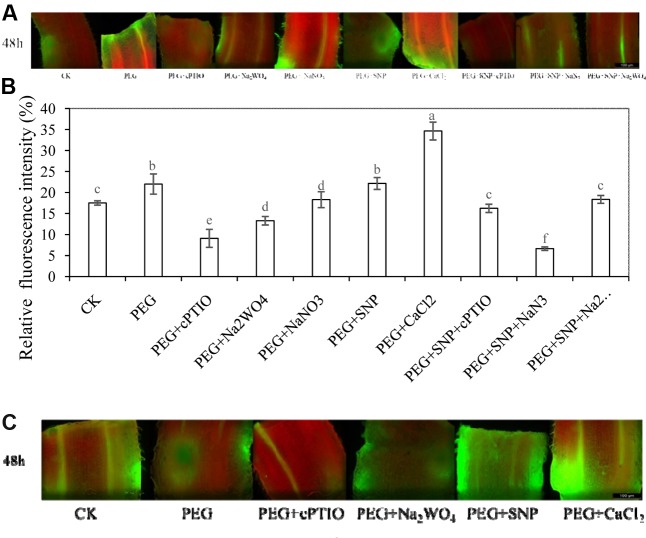 FIGURE 6