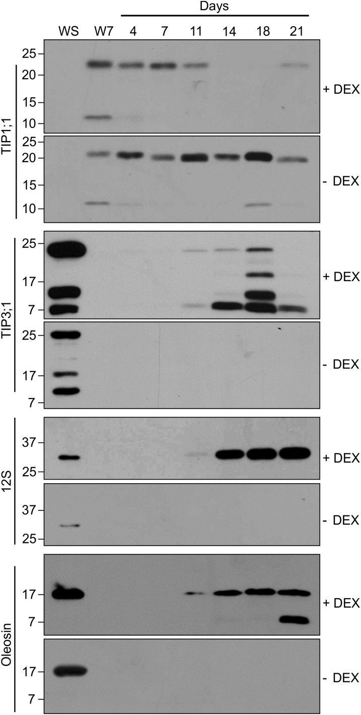 Figure 7.