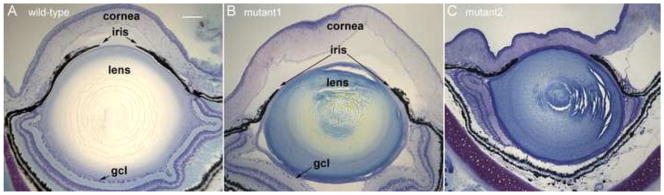 Fig. 11