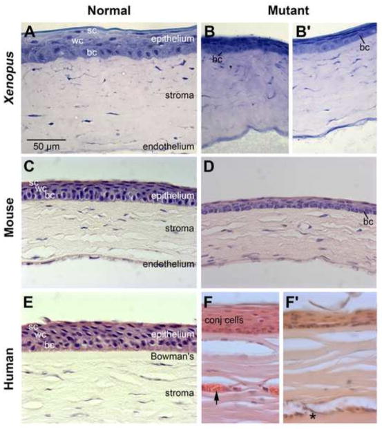 Fig. 13