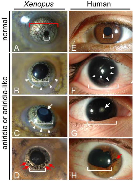 Fig. 10