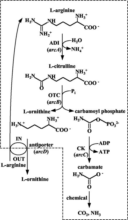 FIG. 1.