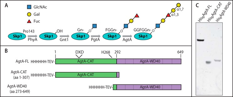 FIGURE 1.