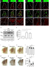 Figure 3—figure supplement 2.