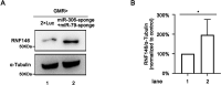 Figure 5—figure supplement 3.