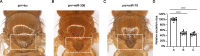 Figure 4—figure supplement 3.