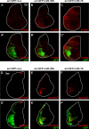 Figure 5—figure supplement 1.