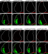 Figure 5—figure supplement 2.
