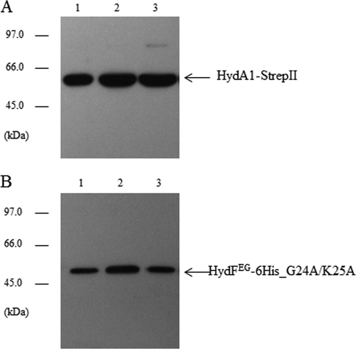 FIGURE 10.