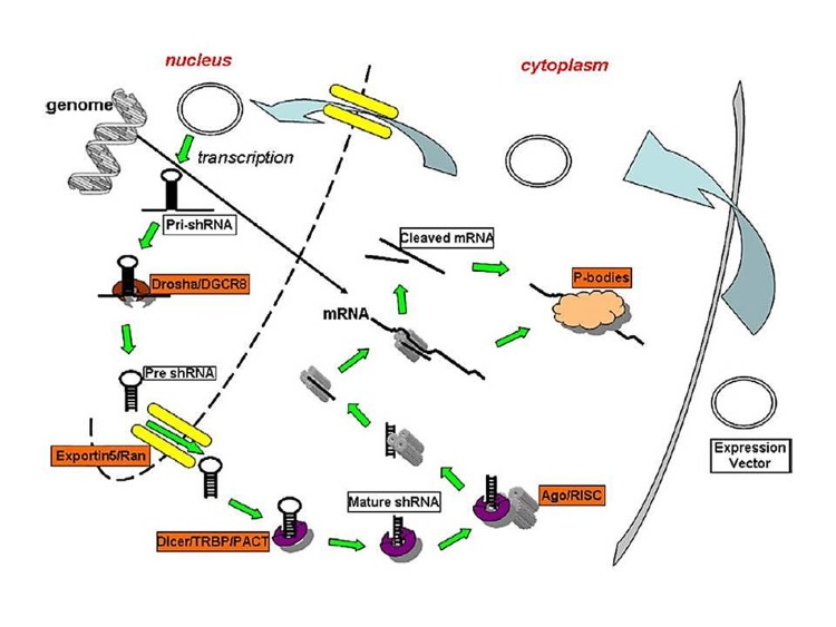 Figure 2 