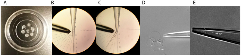 Figure 2: