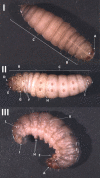 Figure 3.