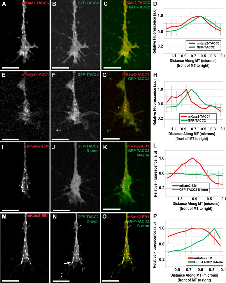 FIGURE 2: