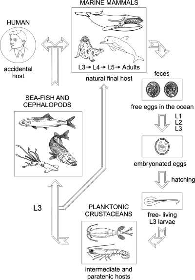 FIG. 2.