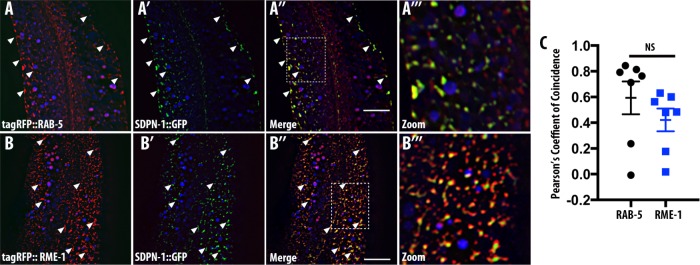 FIGURE 6: