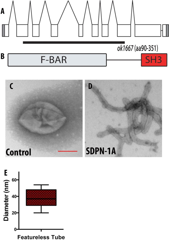 FIGURE 1: