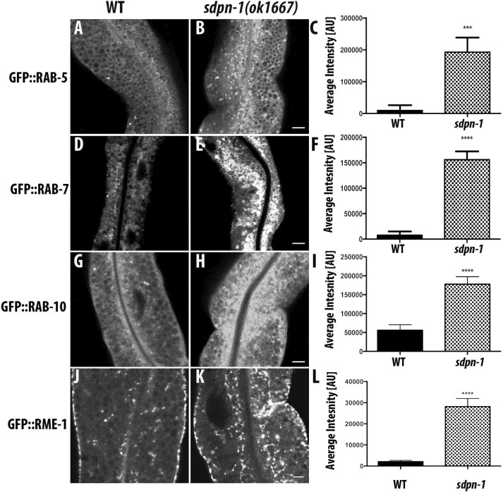 FIGURE 3: