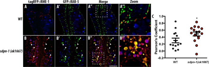 FIGURE 5: