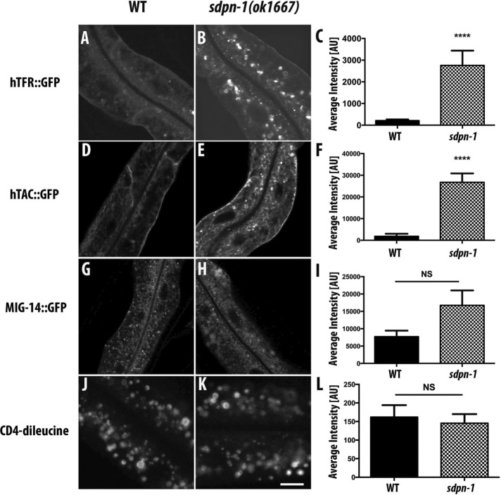 FIGURE 2: