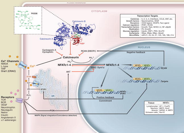 graphic file with name nihms240466f1.jpg