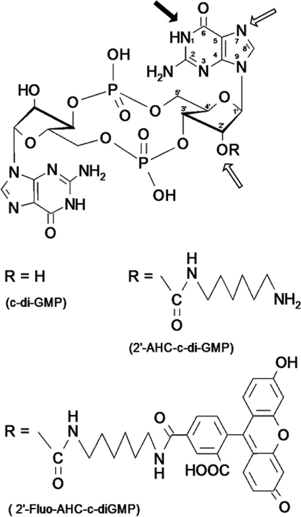 FIG 1