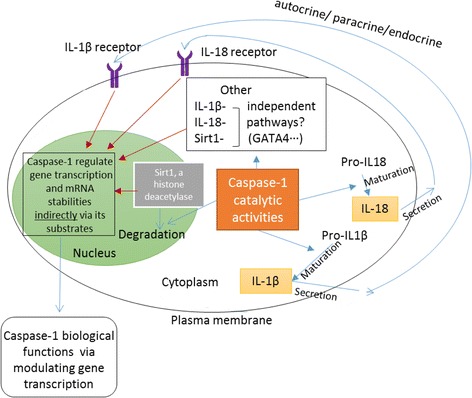 Fig. 11