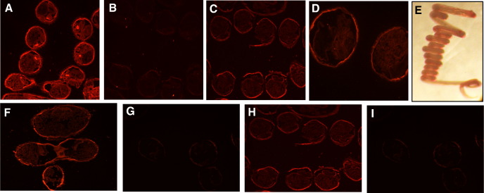 Fig. 7