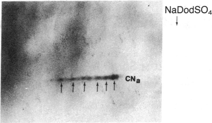 graphic file with name pnas00362-0123-a.jpg